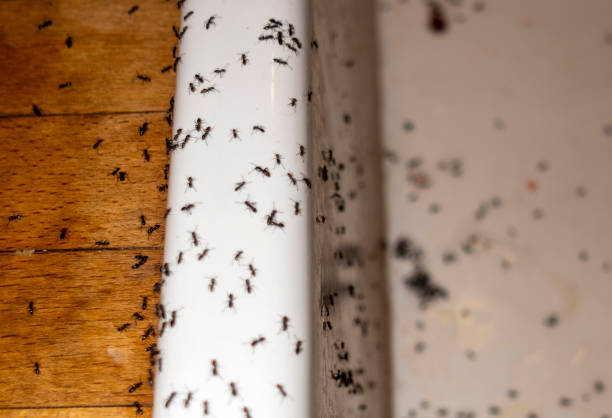 Best Ant Control Services  in , VA